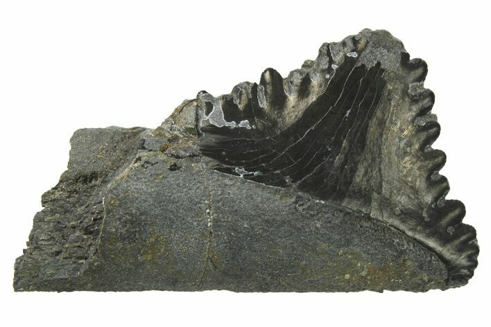 Bizarre Shark (Edestus) Jaw Section with Tooth - Carboniferous #269637